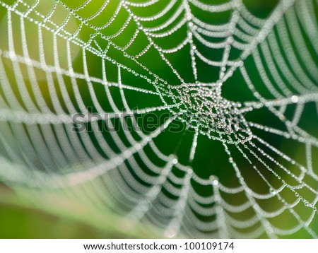 The spider web (cobweb) closeup background.
