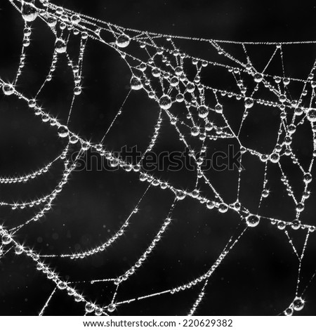 The spider web (cobweb) closeup background