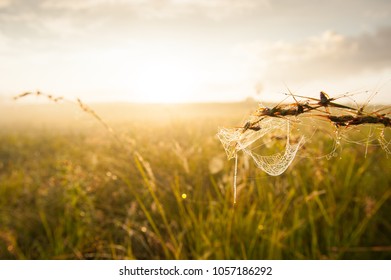 Spider web or cobweb with glistening morning dew hanging on the grass in a grassland at sunrise. Spring season. Close-up. Grassland and sun shining in the backgrounds. - Powered by Shutterstock