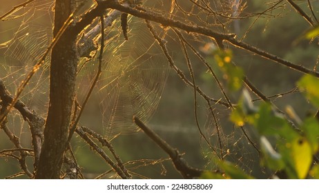 Spider web cobweb on tree in morning at sunrise in bog. Web weaving on background of green foliage of trees. Big beautiful round web macro close-up view. Nature green background