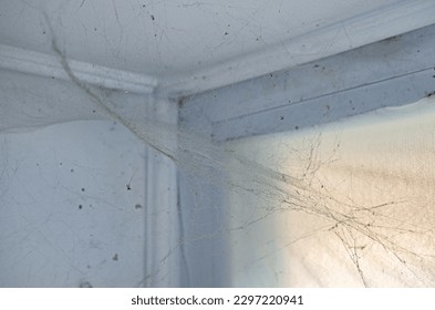 Spider web or cobwebs with dead tangled insects, flies and dust in the dirty corner of the room under the ceiling near window. The need for house cleaning. Spring-cleaning apartment, concept image.