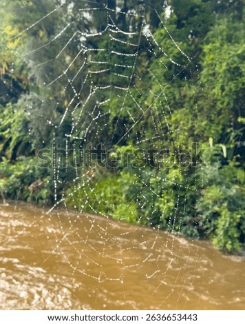 A spider web covered in dew droplets with the green forest and the stream on background