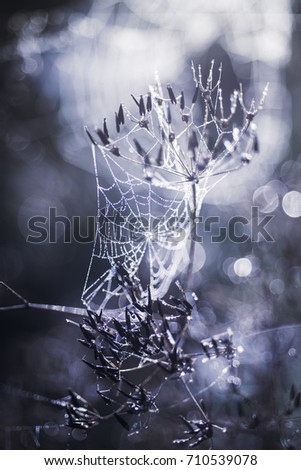 Similar – Image, Stock Photo Close-up of snowy leaves of rosa rubiginosa in winter