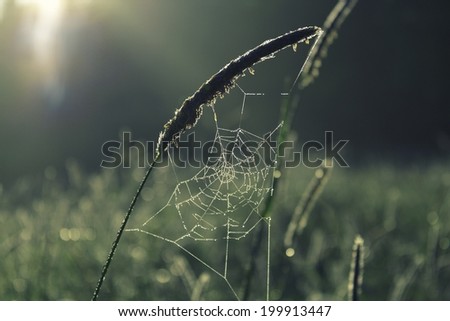 Similar – Grass fireworks 4 Nature