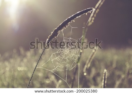 Similar – Grass fireworks 4 Nature