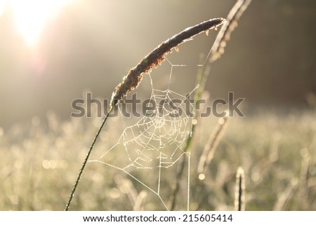 Similar – Gräserfeuerwerk 7 Natur