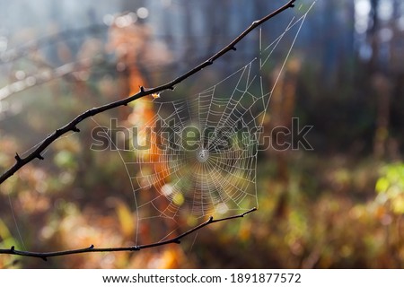 Similar – Image, Stock Photo morning walk Human being