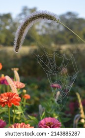 Spider web covered in tiny droplets of morning dew.