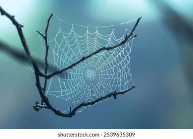 Spider Web covered in water droplets - Powered by Shutterstock