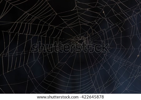 spider web in the dark