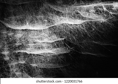 Spider Web In A Dark Room