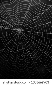 Spider web in the darks. 