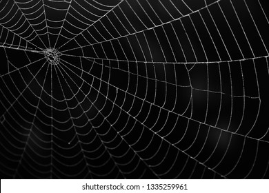 Spider web in the darks. 