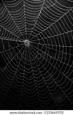 Spider web in the darks. 