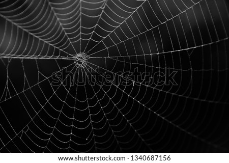 Spider web in the darks. 