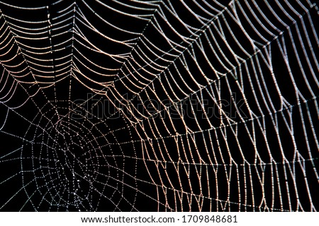 Spider web with dew in the dark