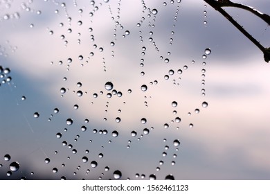 Spider web with dew drops
