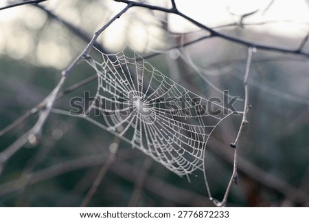 Spider web with dew drops