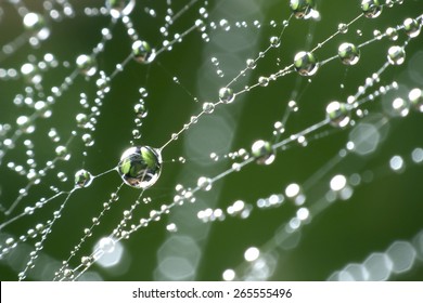 The spider web with dew drops. Abstract background - Powered by Shutterstock