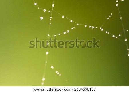 Spider Web with Dew Drops and Bokeh on Green Pink Background – Macro Nature Abstract Texture. Macro photo of a delicate spider web covered with dew drops on a green-pink background. The dew forms smal