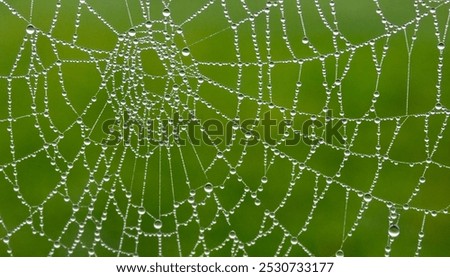 Spider web with dew drops and green background

