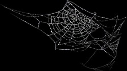 Spider Web With Dew Drops On A Black Background. Halloween, Decoration And Horror Concept.