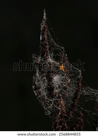 Spider web with dew drops over a european goldenrod