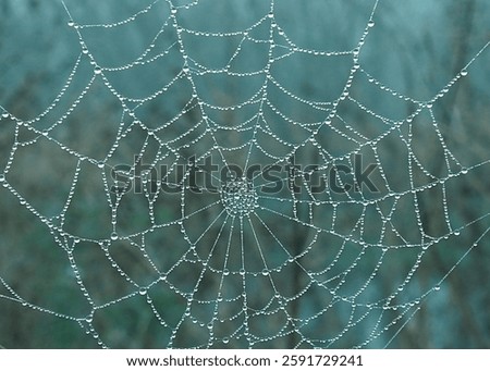 Spider Web with dew drops in its web thread 