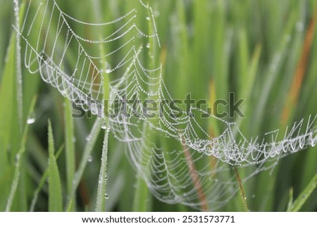 A spider web with dew in the paddy field.