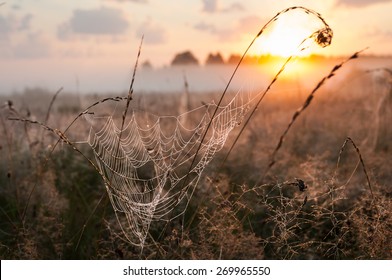 Spider Web With Dew In The Rays Of Sunrise