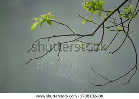 Similar – Image, Stock Photo Branch with luminous leaves of a beech in backlight against a dark background