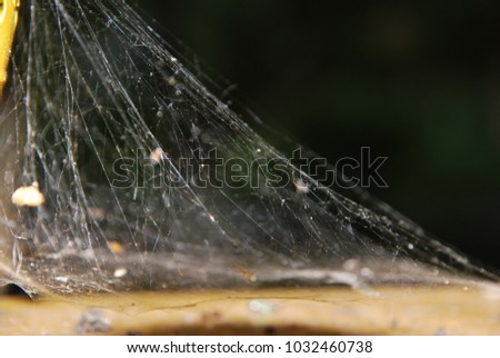 Spider web with dust. Concept of trap.