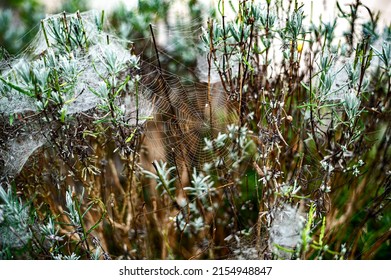 Spider web with early morning dew intertwining and lavender tree.