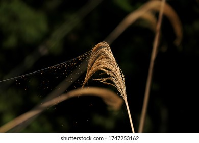 
Spider web extending from Japanese pampas grass - Powered by Shutterstock