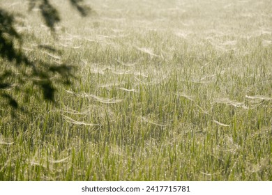 Spider web in the field. - Powered by Shutterstock