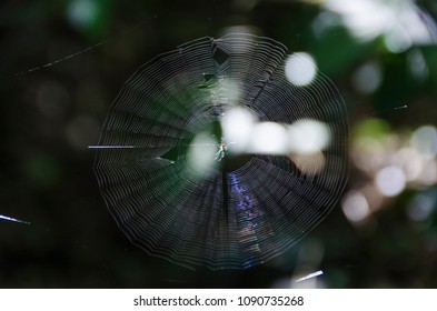 Spider web in the forest