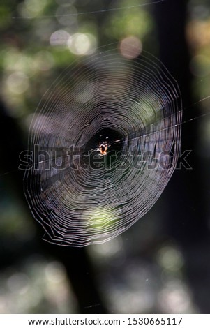 Similar – Foto Bild Einzelgänger Umwelt Natur