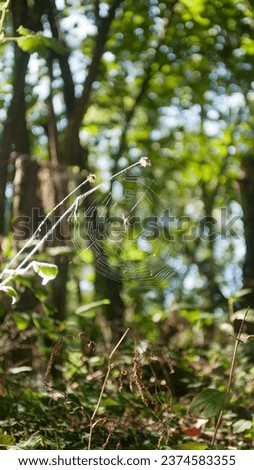 Similar – Image, Stock Photo Deep forests Calm Freedom