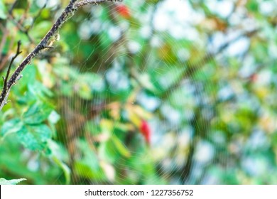 Spider web in the forest. Close-up view.