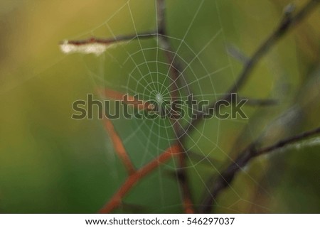 Similar – grünes Moos auf der Rinde eines Baumes mit Bokeh-Hintergrund