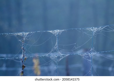 A spider web in the forest on a fence mesh, a steel mesh fence, a thicket fence in the forest - Powered by Shutterstock