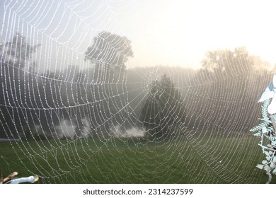 Spider web in front of trees and sun