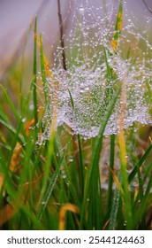 spider web in the grass with dew drops