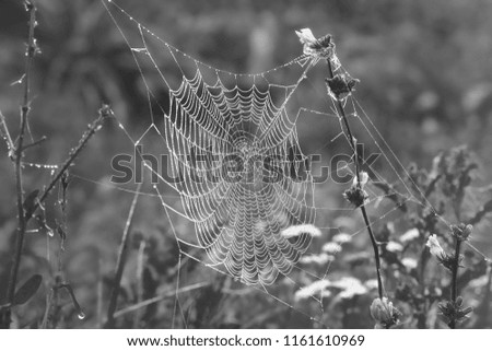 Similar – Image, Stock Photo signs of life Environment