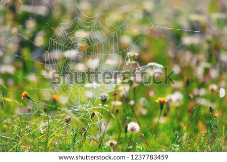 flower meadow Playing