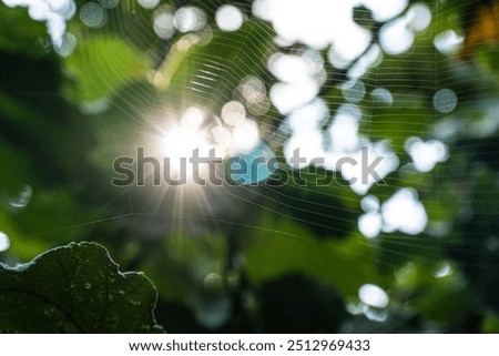 Similar – Image, Stock Photo Looking up in the beer garden