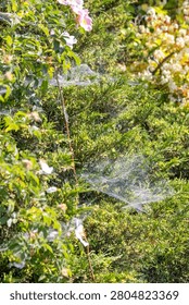 A spider web hangs between green plants in a garden. Sunlight catches the web, making it shine. This scene shows nature's beauty in early fall with blooming flowers.