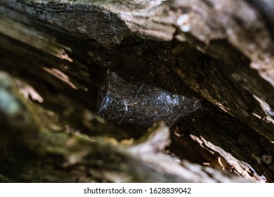 Spider web inside a dry tree trunk. Depth of focus, close-up photography.