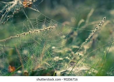 Spider web int the grass