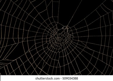 Spider Web Isolated On Black Background